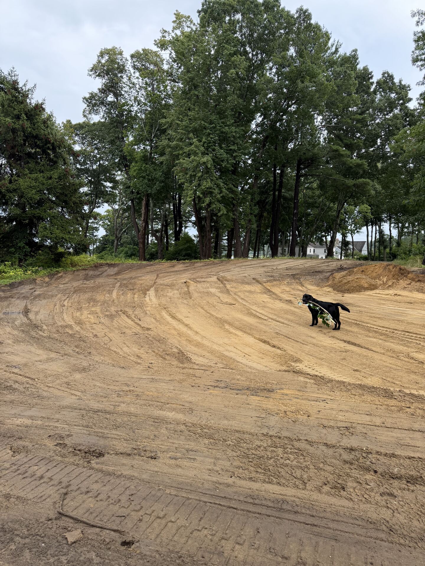 A job site in Duxbury, freshly graded, with the crew's dog patrolling the lot
